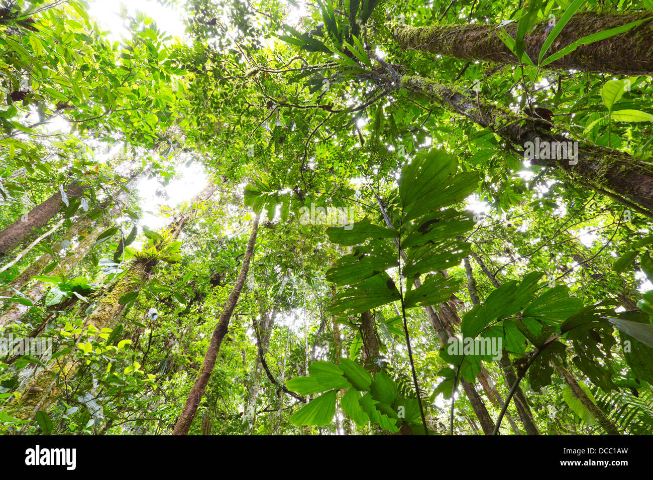 À la recherche jusqu'à la forêt vierge en Amazonie équatorienne Banque D'Images