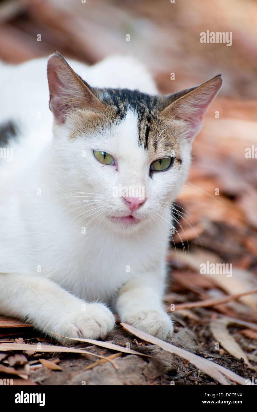Chat De Gouttiere Grec Photo Stock Alamy