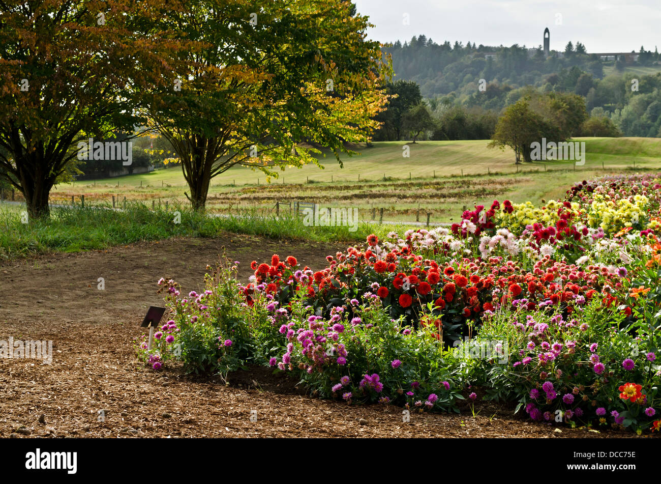 Un spectacle coloré de nombreux jardin dahlia variétés en fin d'après-midi, à côté de grands arbres dans une région rurale. Banque D'Images