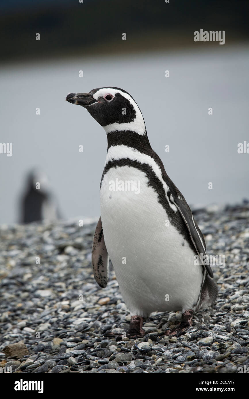 Pingouin Banque D'Images