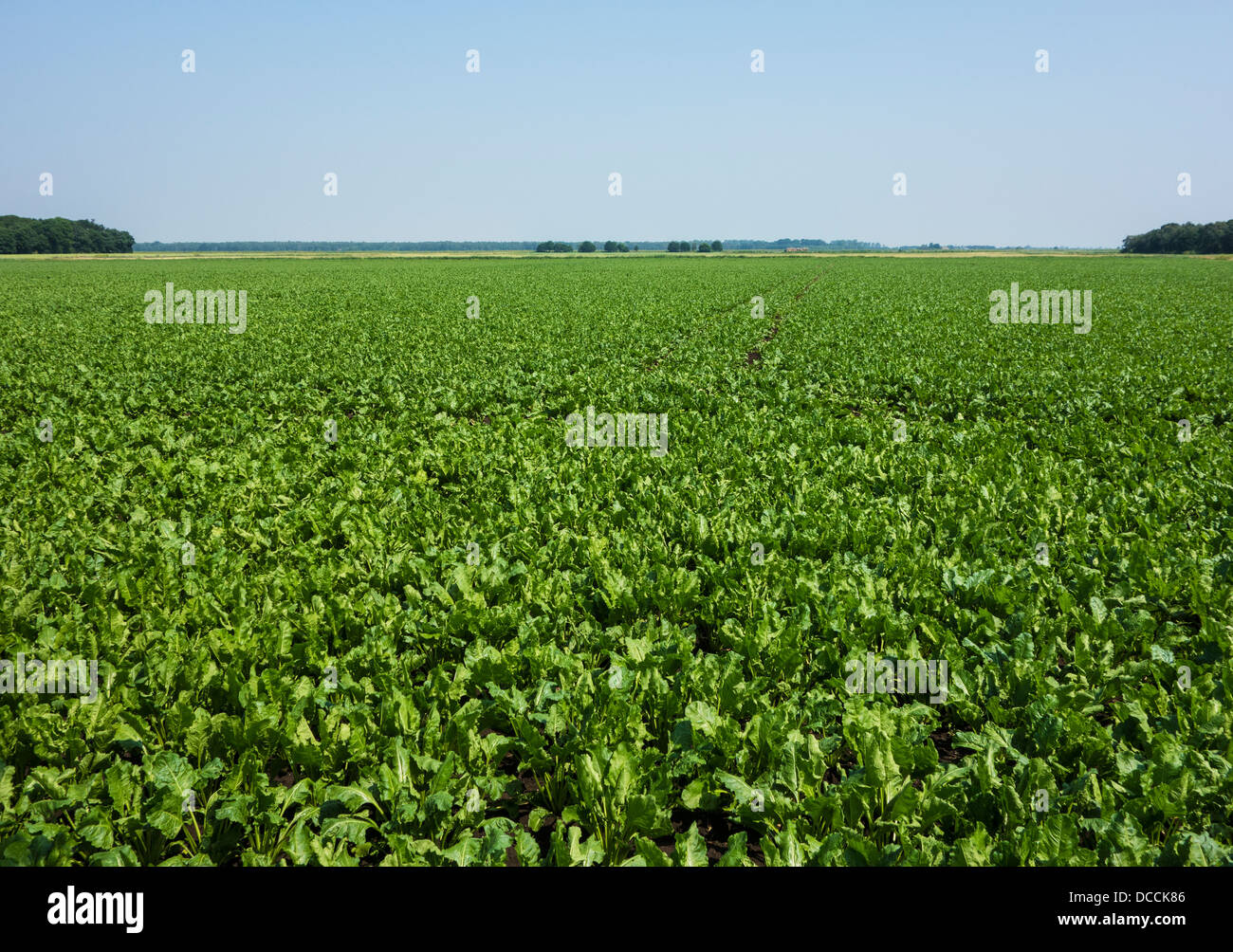 La récolte de betteraves à sucre Fenland Banque D'Images