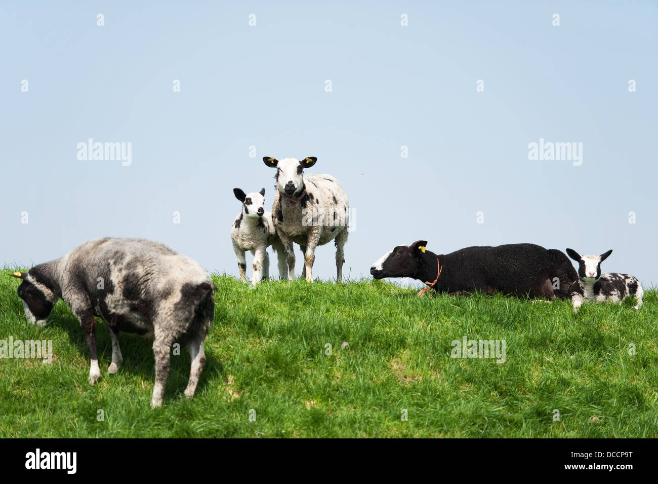 Mouton noir et blanc Banque D'Images