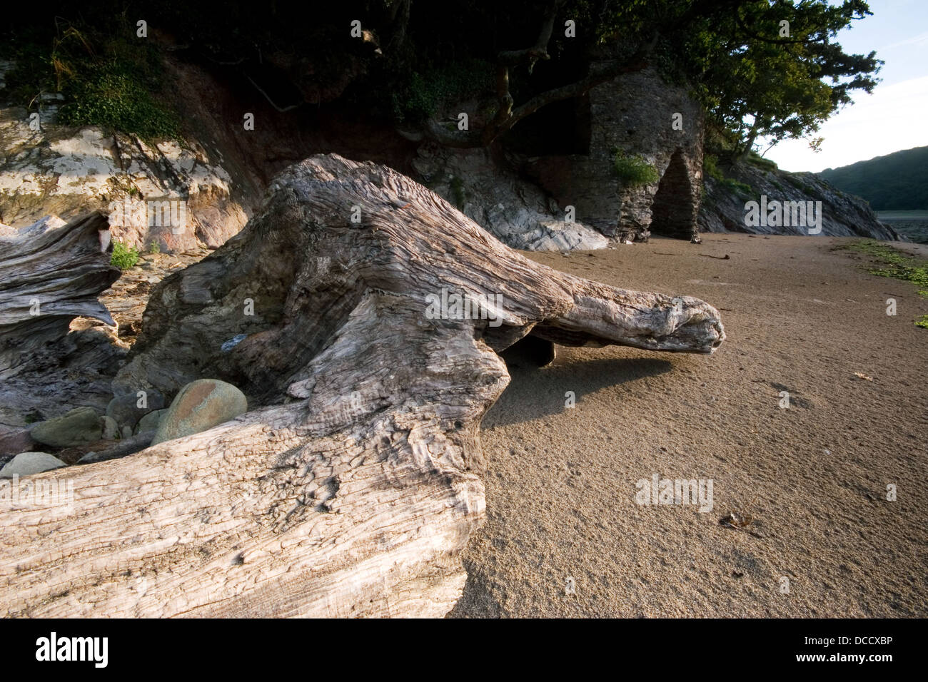 Un arbre abattu est rejetés sur le rivage d'un estuaire Banque D'Images