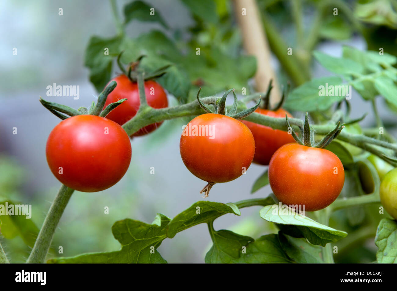 Close up of homegrown tomates cerise la maturation des émissions Banque D'Images