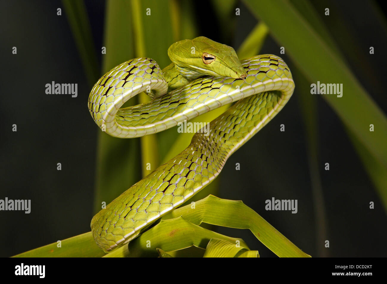 Arbre long bec (serpents Ahaetulla prasinus), Banque D'Images