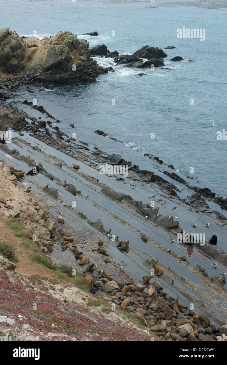 Les Lions de mer et érodé les roches sédimentaires, Santa Miguel Island, Channel Islands National Park, Californie Banque D'Images