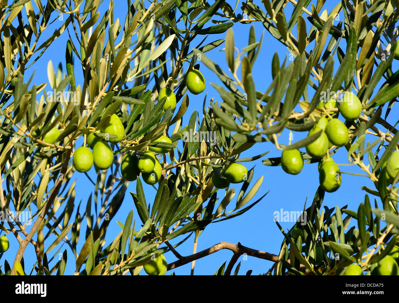 Olivier dans les Alpilles, France branches aux olives Banque D'Images