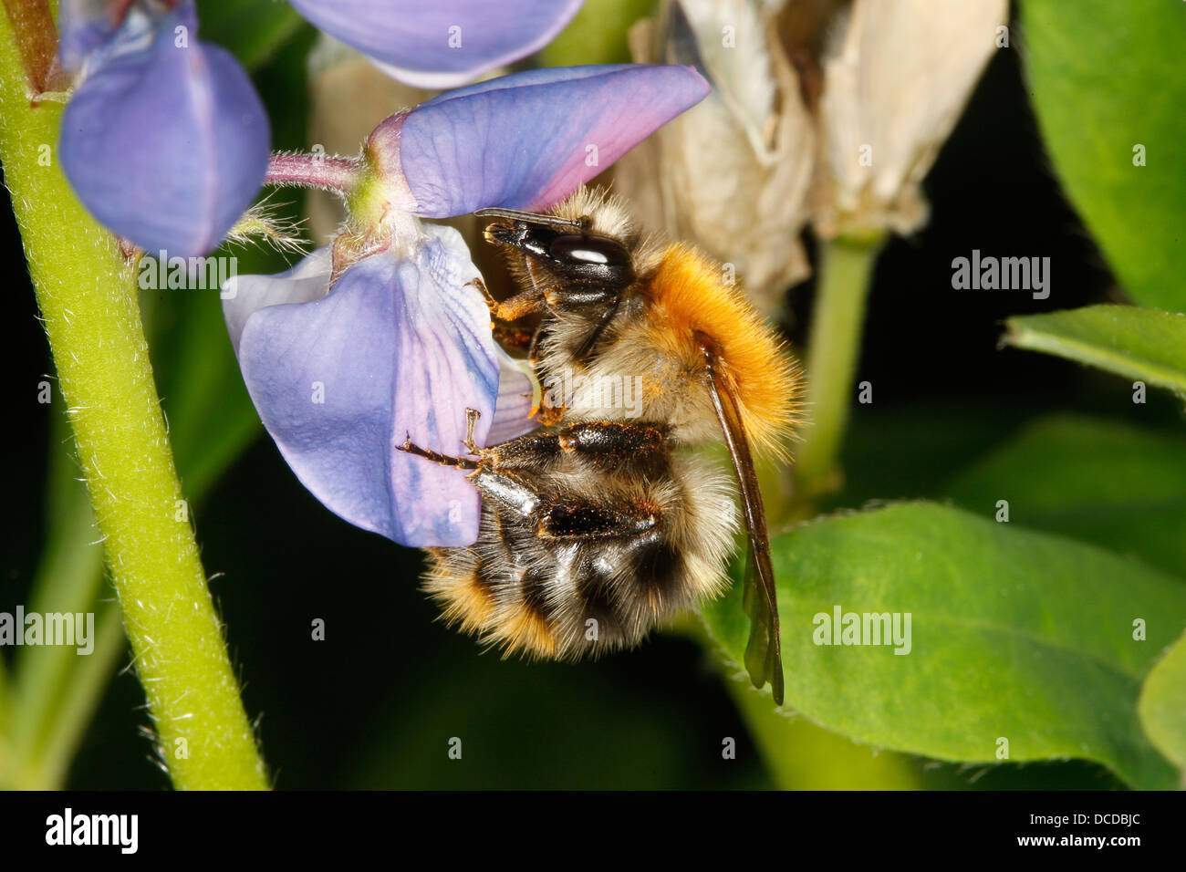 Ackerhummel, Acker-Hummel, Hummel, Bombus pascuorum, Arbeiterin, syn. Bombus agrorum, cardeur, Blütenbesuch abeille commune Banque D'Images