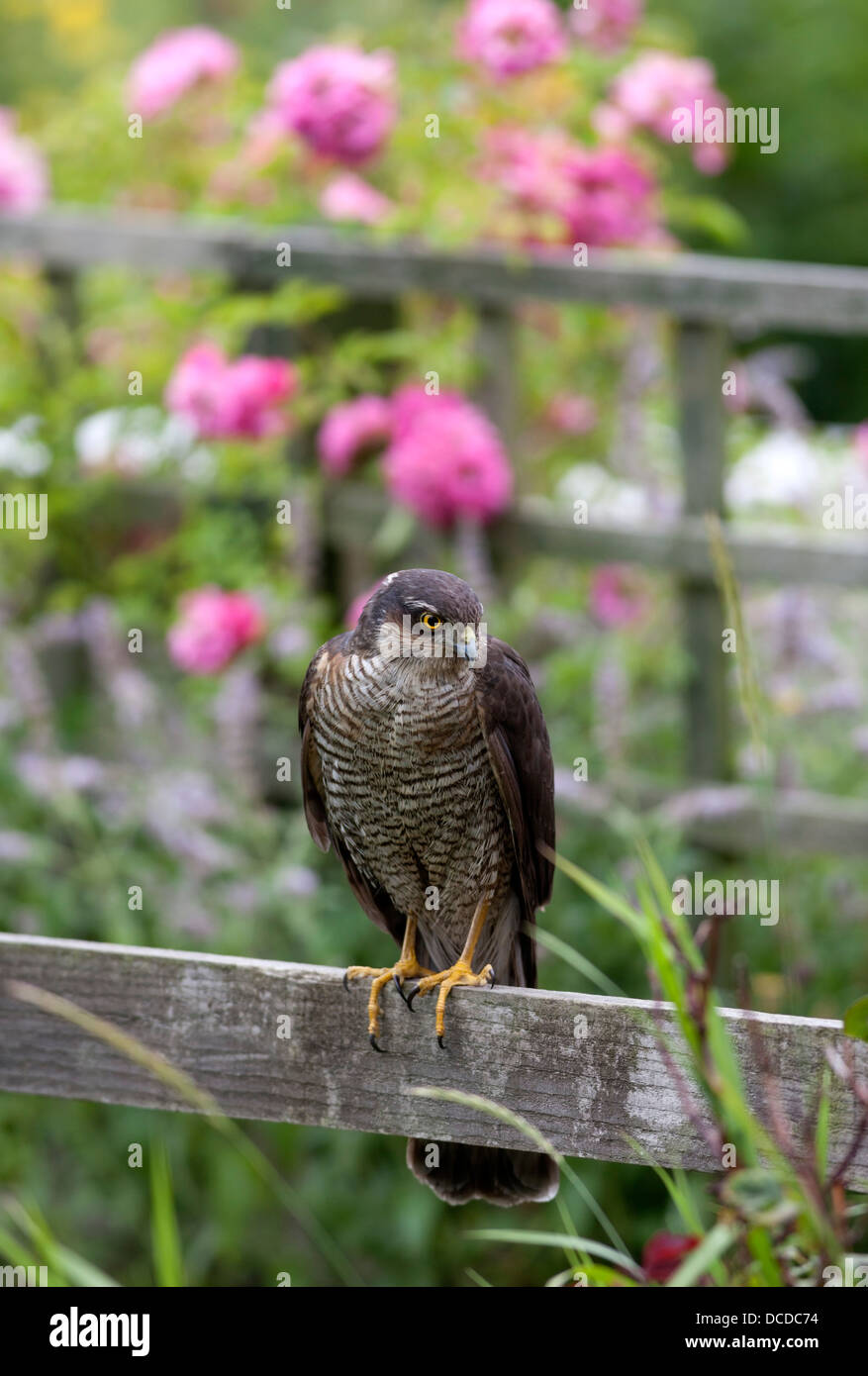 Blanche Accipiter nisus en fleurs Jardin Environnement England UK Banque D'Images