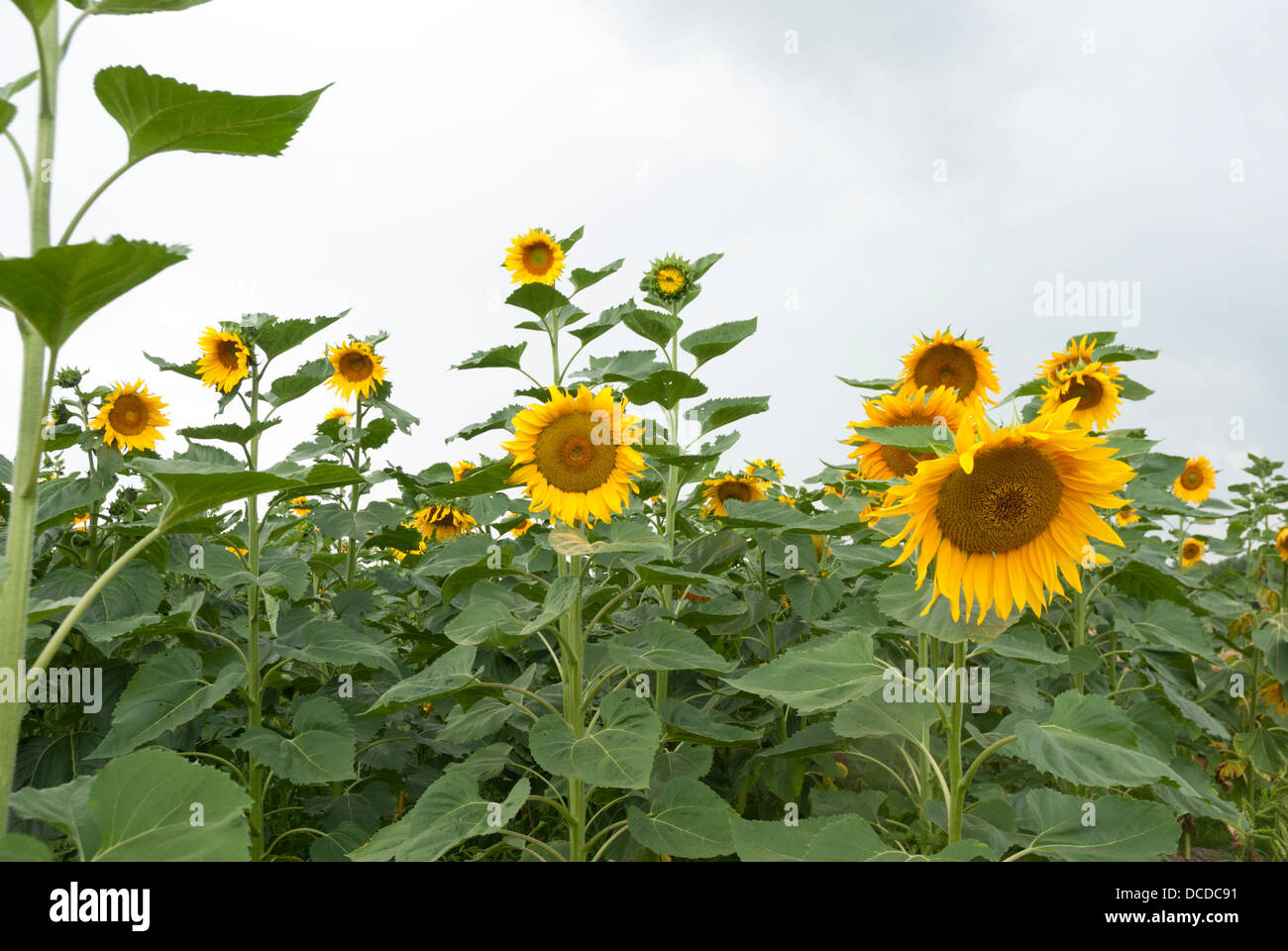 La récolte agricole de tournesols de plus en Pologne. Banque D'Images