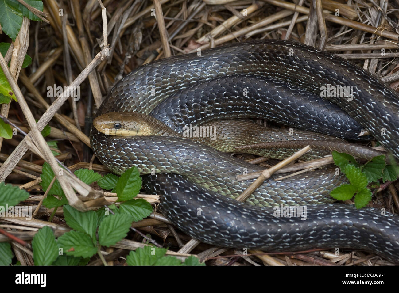 Äskulapnatter, Äskulap-Natter Äskulappnatter, Natter, Zamenis longissimus,, Elaphe longissima, Aesculapian Snake Banque D'Images