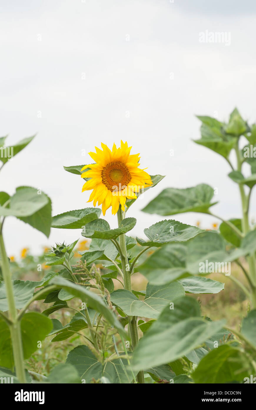La récolte agricole de tournesols de plus en Pologne. Banque D'Images