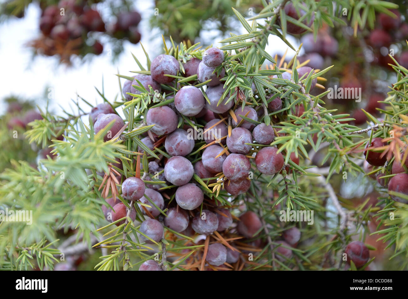 Les baies de genévrier baies de genièvre Graines Juniperus communis cône femelle, poussant sur les falaises de Lioux, France Banque D'Images