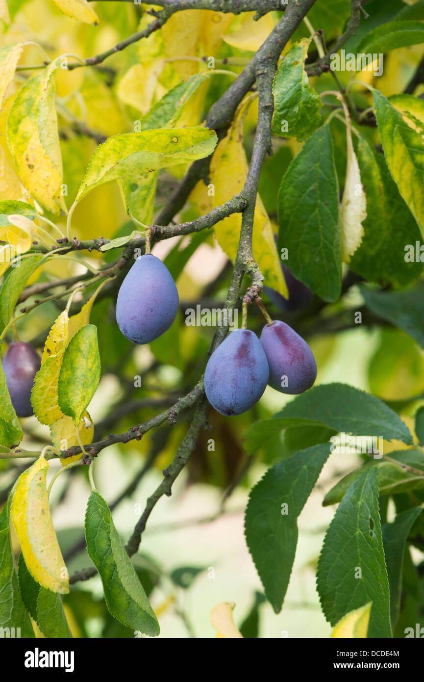 Prunus domestica. Damson Prune Westmorland. Sur l'arbre fruits Damson Banque D'Images