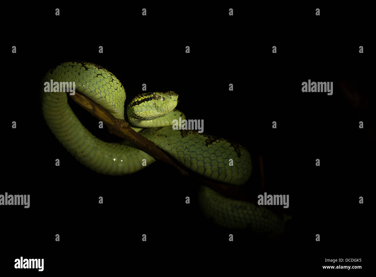 Un Malabar Pit Viper (peut-être une femelle) spotlit dans les Ghâts occidentaux de montagne de Coorg, Inde. Banque D'Images