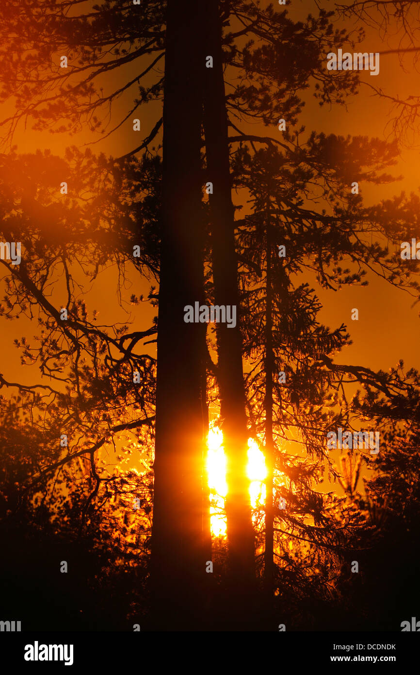 La douce lueur d'aube avec des pins silhouetté contre un disque blanc lumineux du soleil levant Banque D'Images