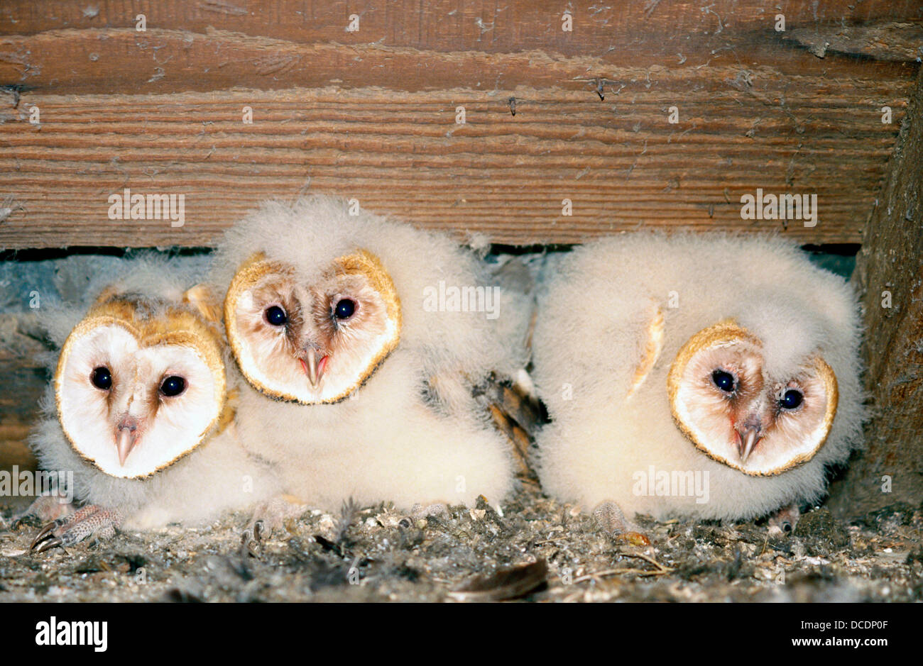 Bebe L Effraie Des Clochers Tyto Alba Photo Stock Alamy
