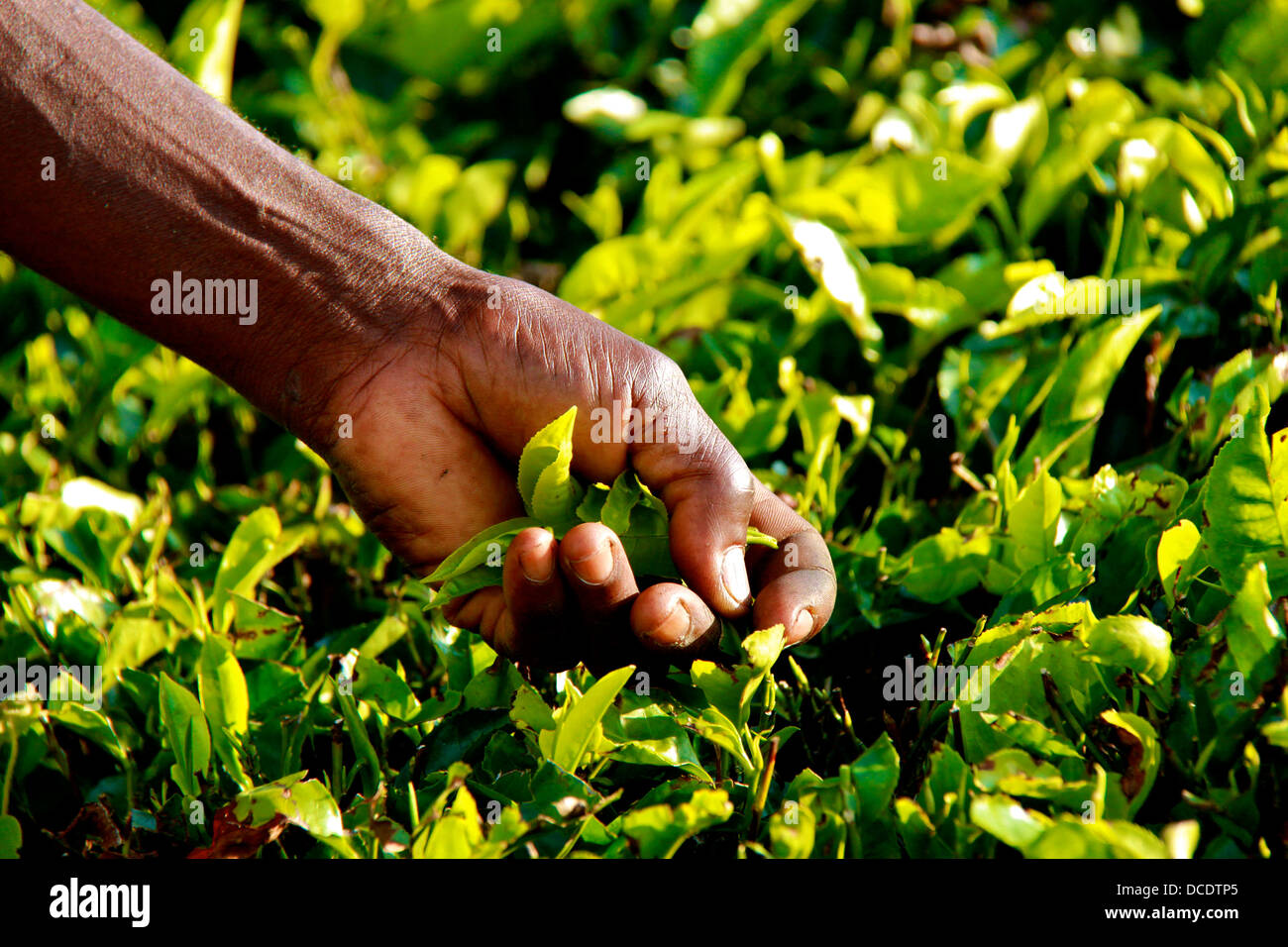 Un gros plan d'une cueillette à la main de feuilles de thé. Banque D'Images