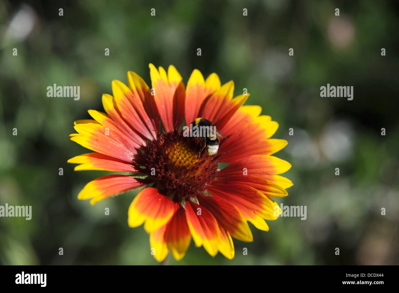 Détente de l'abeille sur une fleur dans le Lot Région ou département du sud ouest- Midi Pyrénées région de France Europe Banque D'Images