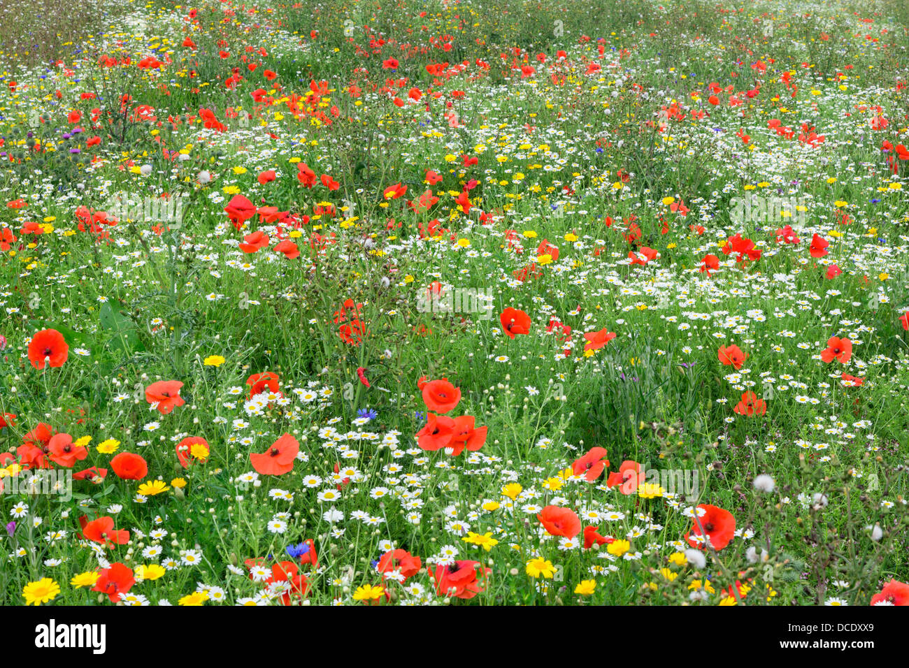 Une prairie de fleurs sauvages. Banque D'Images