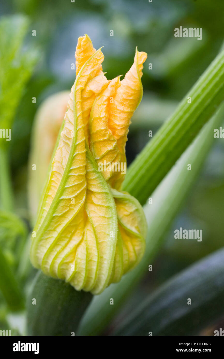 Cucurbita pepo plante et l'horticulture à l'extérieur. Banque D'Images