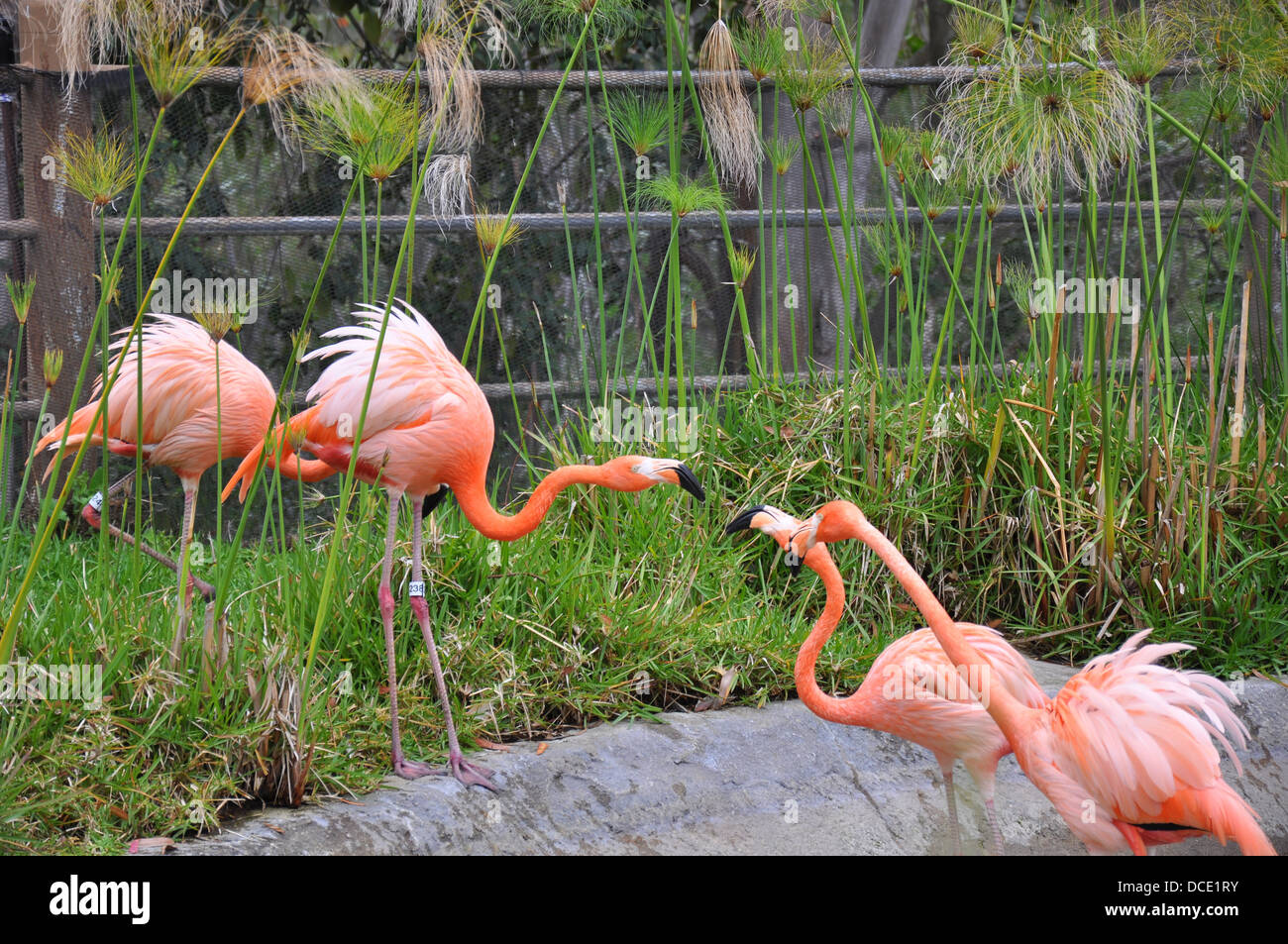 Flamants Roses ayant une altercation au Zoo de San Diego. Banque D'Images