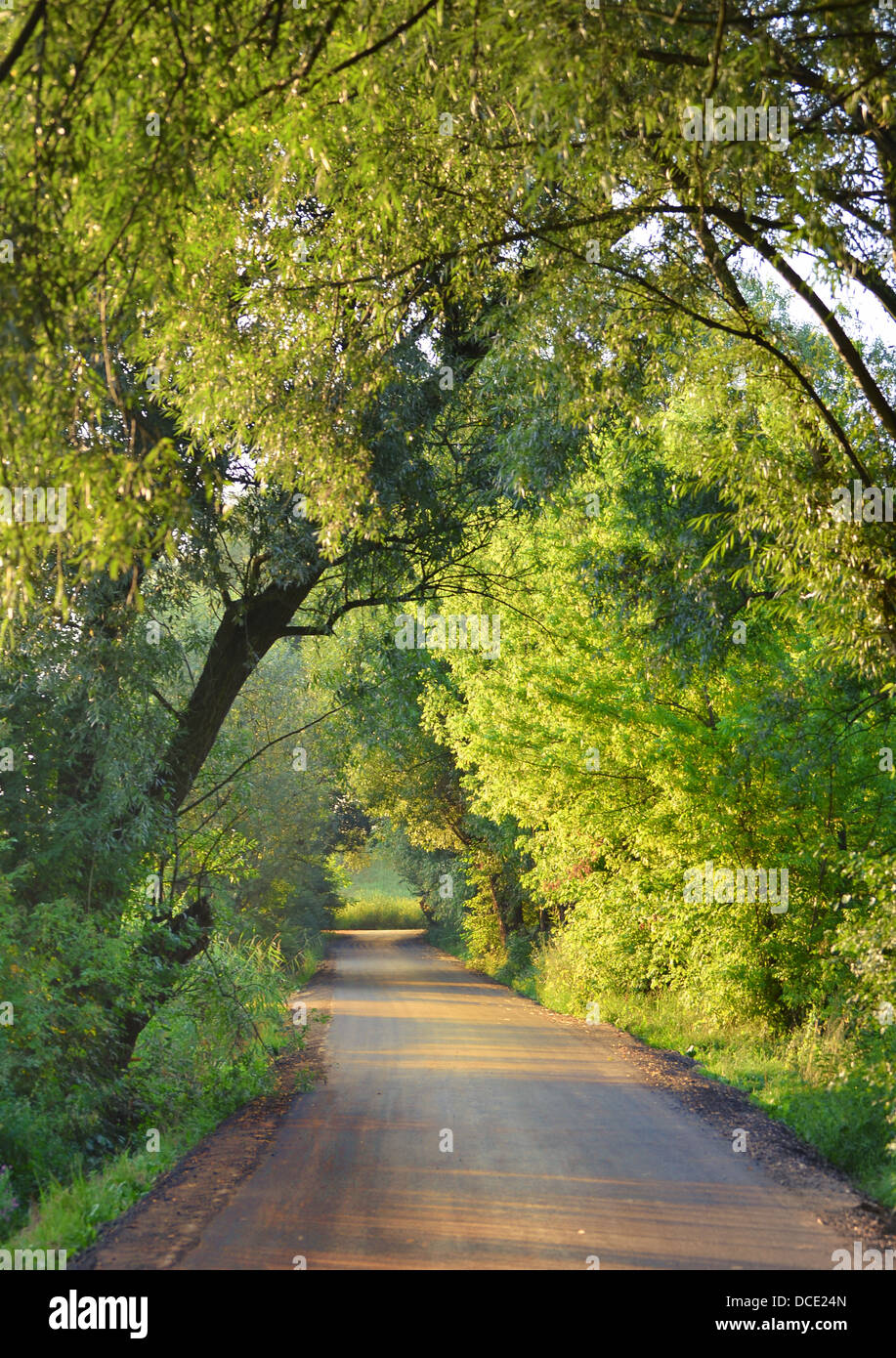 Belle matinée en forêt Banque D'Images