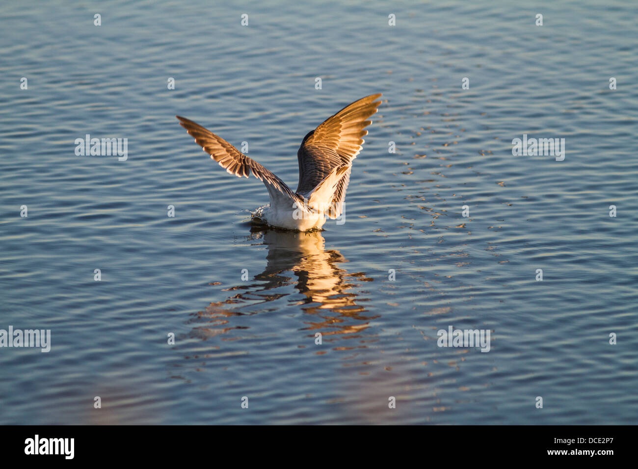 La Mouette de Franklin (Leucophaeus pipixcan) prendre le dîner, avec son reflet, dans le bleu de l'eau. La lutte contre les mauvaises herbes Lake, Alberta, Canada Banque D'Images