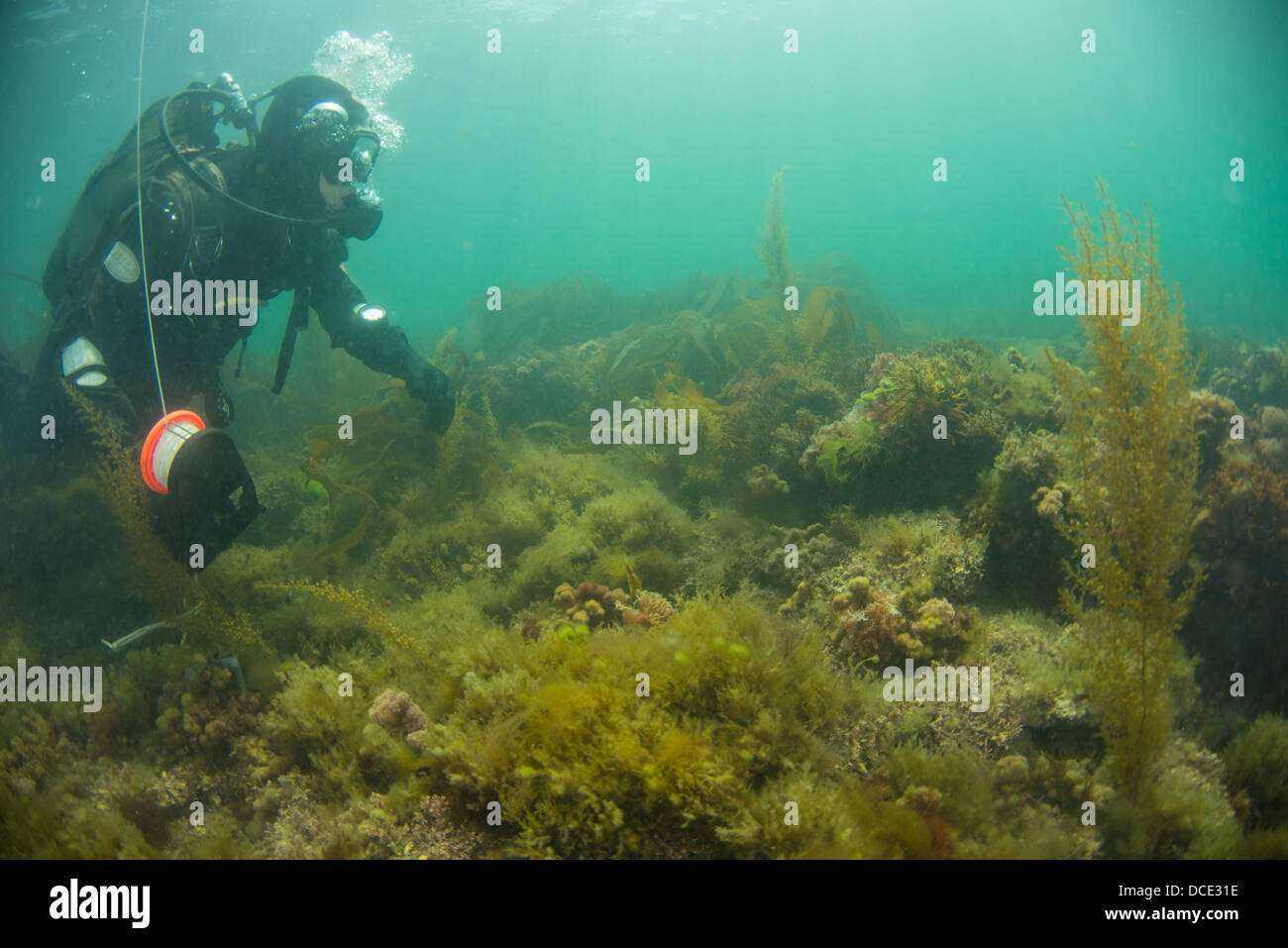 Scuba Diver jouit du reef scène sous-marine dans la baie de kimmeridge, plongée sous-UK Banque D'Images