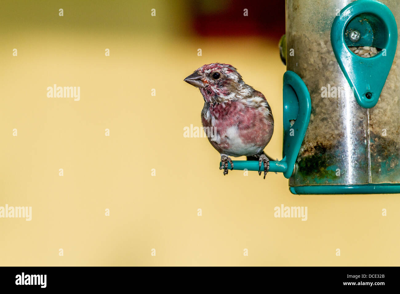 Roselin pourpré (Haemorhous purpureus) coloré et joli roselin pourpré assis à un convoyeur. Atton's Lake, Saskatchewan, Canada Banque D'Images