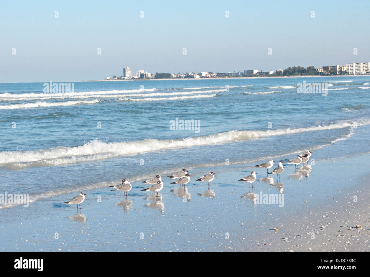 USA, Floride, Sarasota, Crescent Beach, Siesta Key, rire les mouettes le long de la côte. compte Banque D'Images