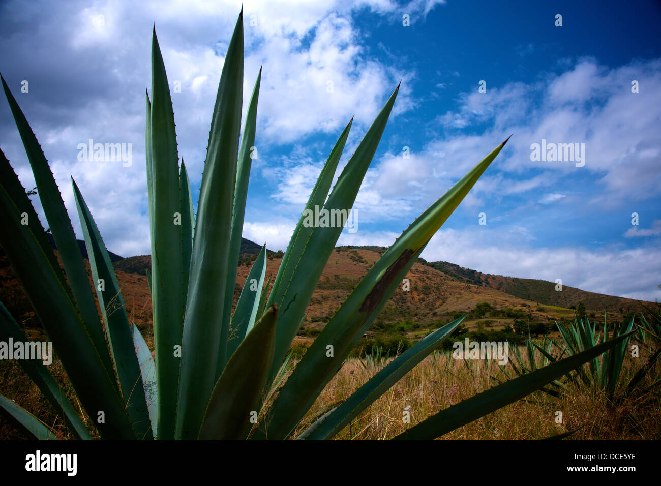 Mexique Oaxaca plantes ananas agave Banque D'Images