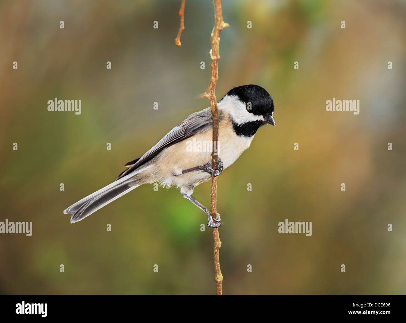 Un petit oiseau, le Carolina Chickadee contre un arrière-plan coloré Printemps, Poecile carolinensis, posant gentiment Banque D'Images