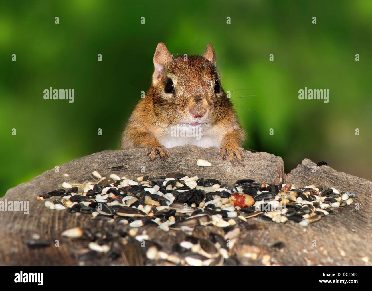 Très mignon un tamia rayé la préparation de dîner sur l'alimentation des oiseaux, Tamias striatus Banque D'Images