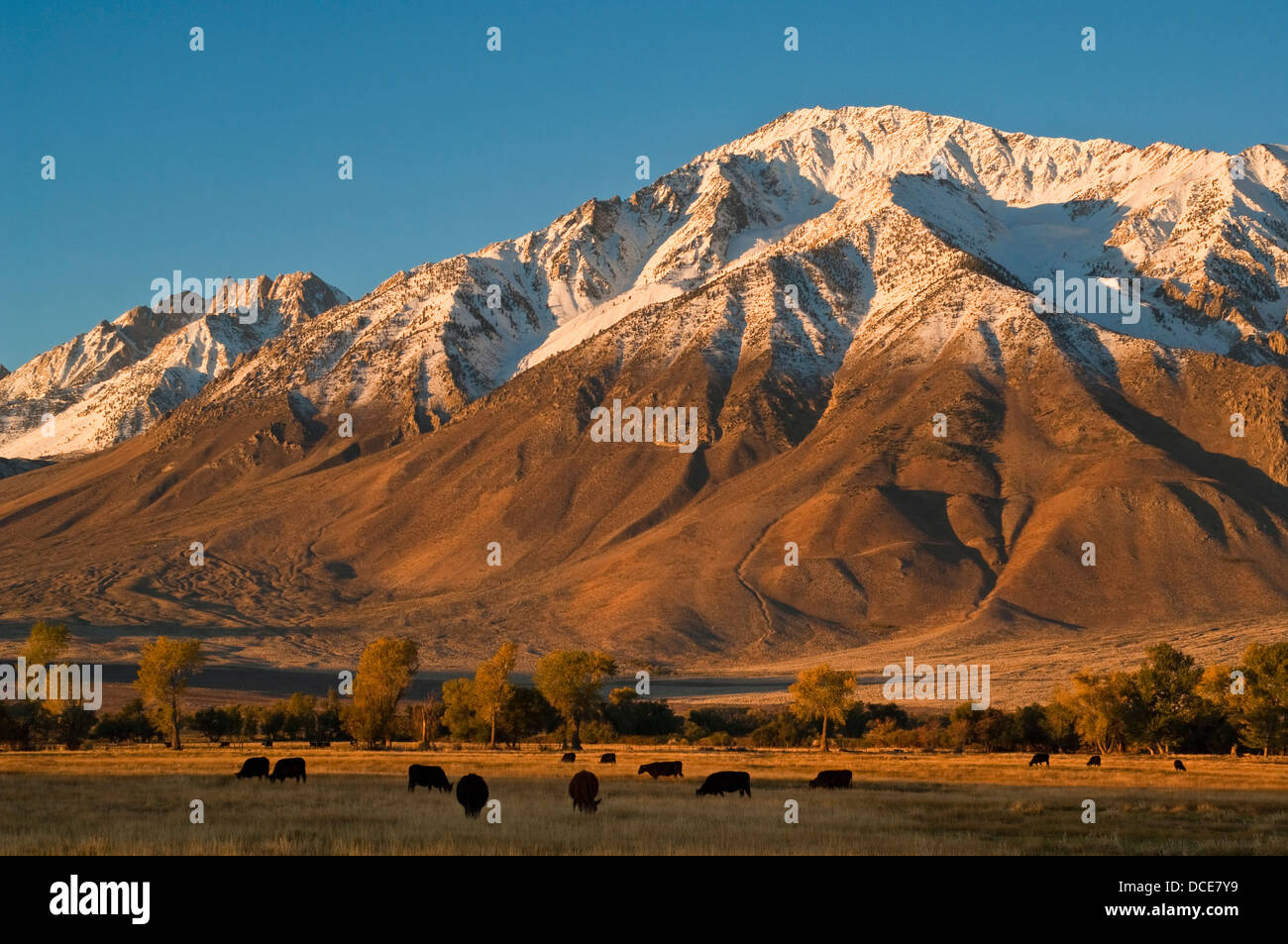 Le bétail paître dans le champ ci-dessous Mount Tom dans la vallée ronde, l'Est de la Sierra, en Californie Banque D'Images