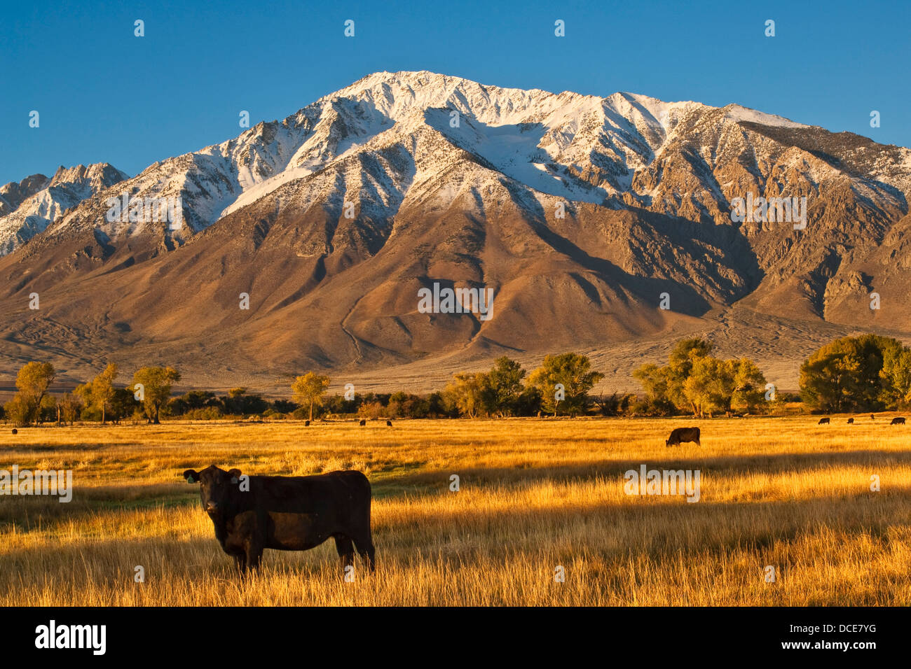 Le bétail paître dans le champ ci-dessous Mount Tom dans la vallée ronde, l'Est de la Sierra, en Californie Banque D'Images