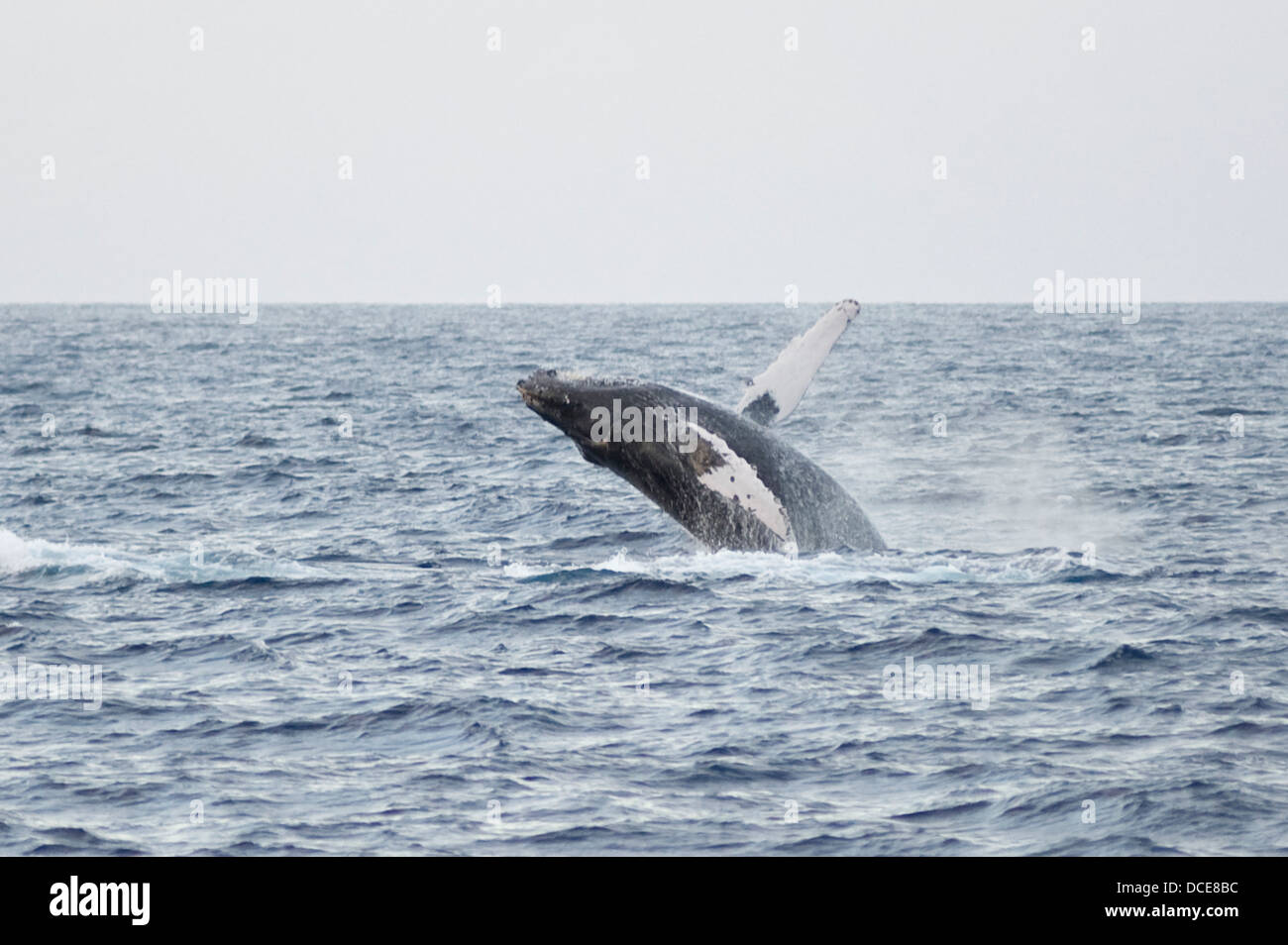 Marsouin commun Surfacing, Maui, Hawaii, USA Banque D'Images