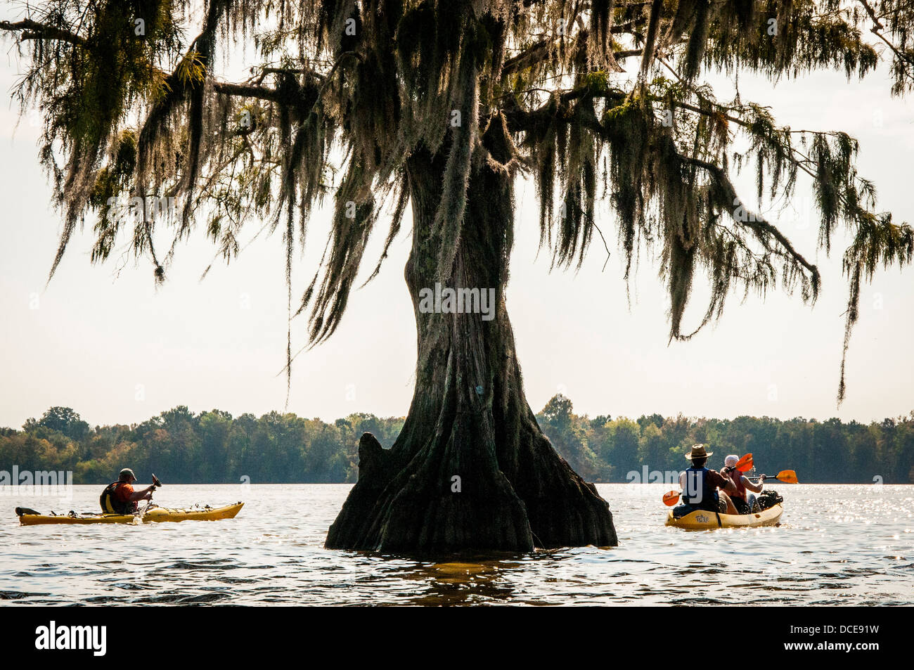 USA, Louisiane, bassin Atchafalaya, lac Fausse Point State Park, kayakistes et le cyprès chauve debout dans l'eau. Banque D'Images