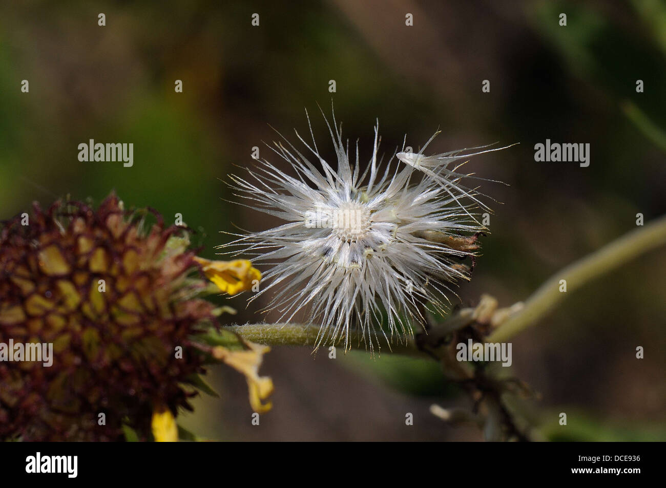 Blanketflower narrowleaf goldenrod Gaillardia aestivalis seeds Banque D'Images