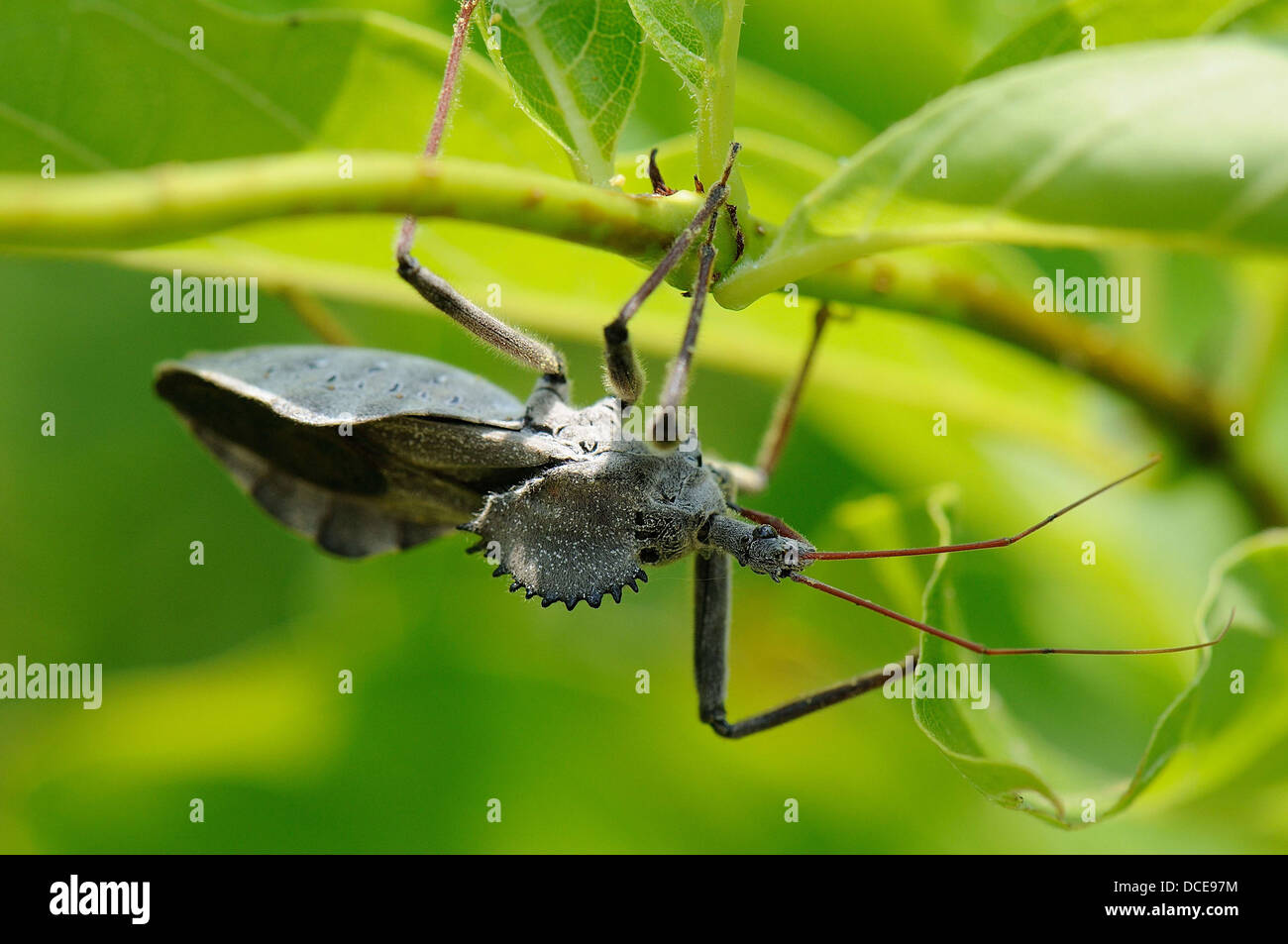 Arilus cristatus - Bug de roue sur les céphalanthe occidental Banque D'Images