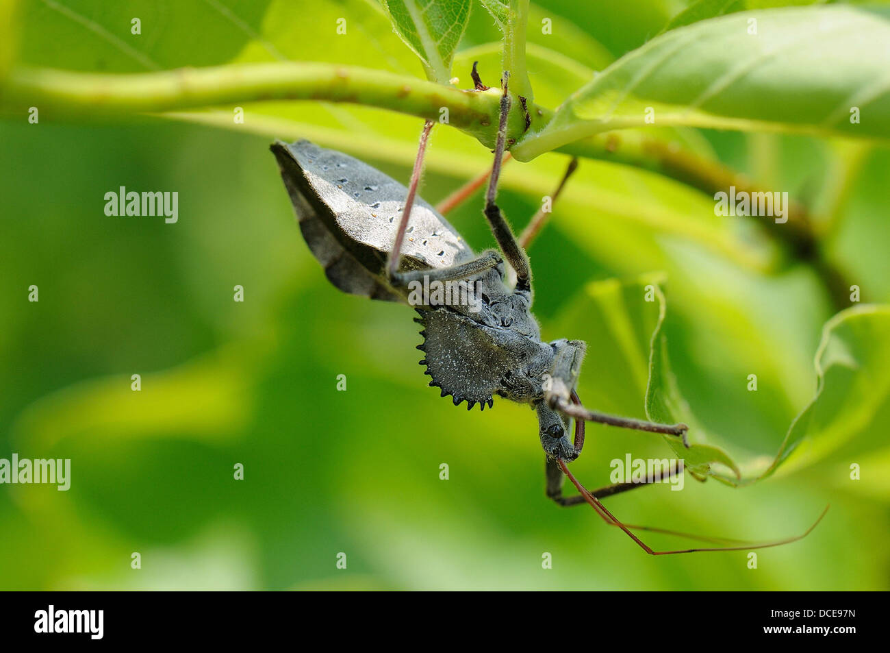 Arilus cristatus - Bug de roue sur les céphalanthe occidental Banque D'Images