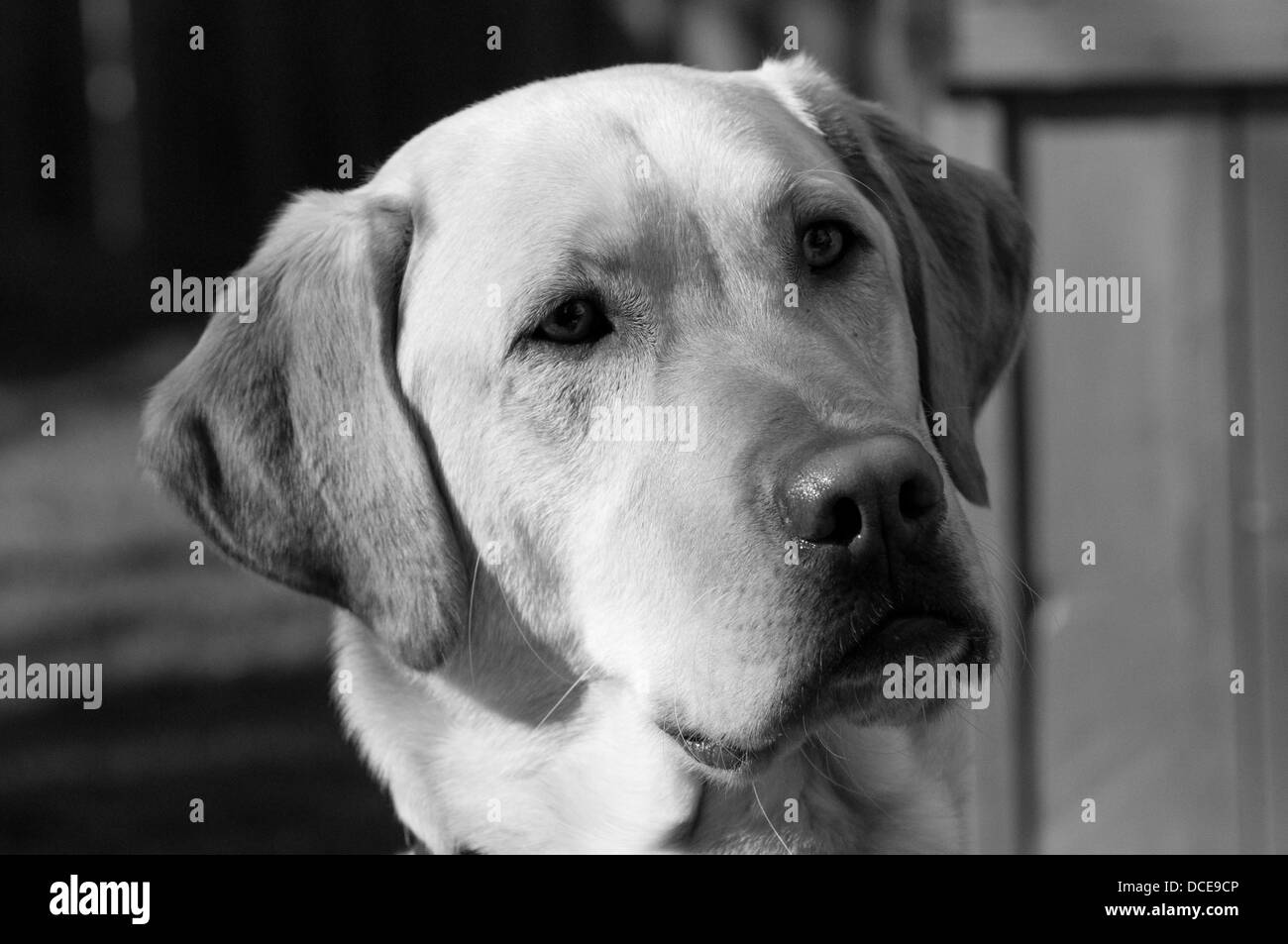 Un laboratoire d'or nommé Monty Banque D'Images