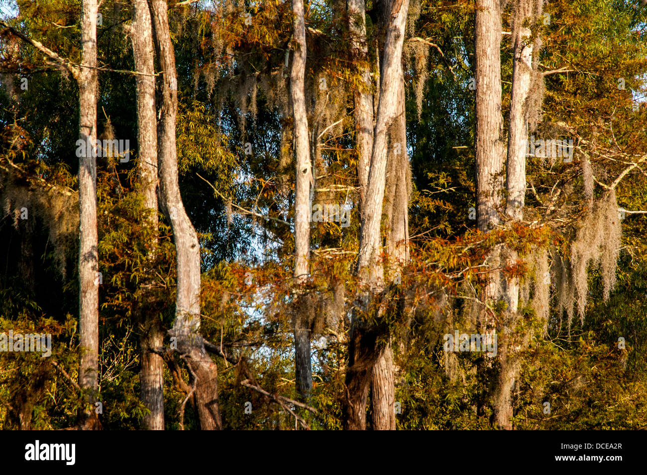 USA, Louisiane, bassin Atchafalaya, Pierce Lake au lever du soleil, le cyprès chauve debout dans l'eau. Banque D'Images