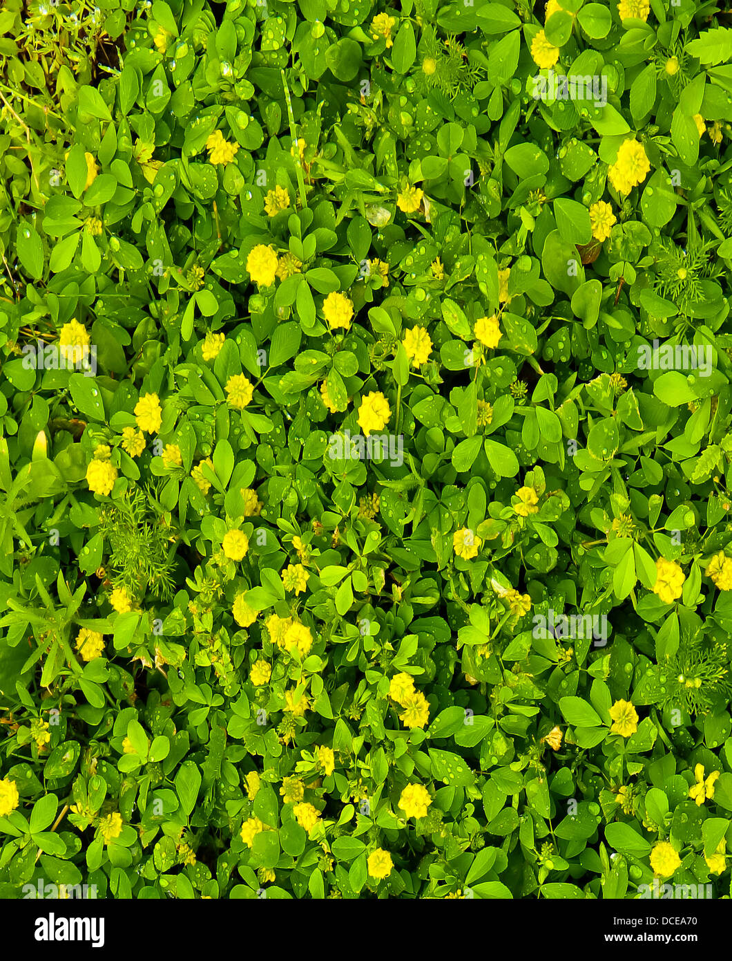 Petites fleurs jaunes sur fond vert feuille avec les gouttelettes d'eau visible lorsque vous effectuez un zoom avant. Banque D'Images