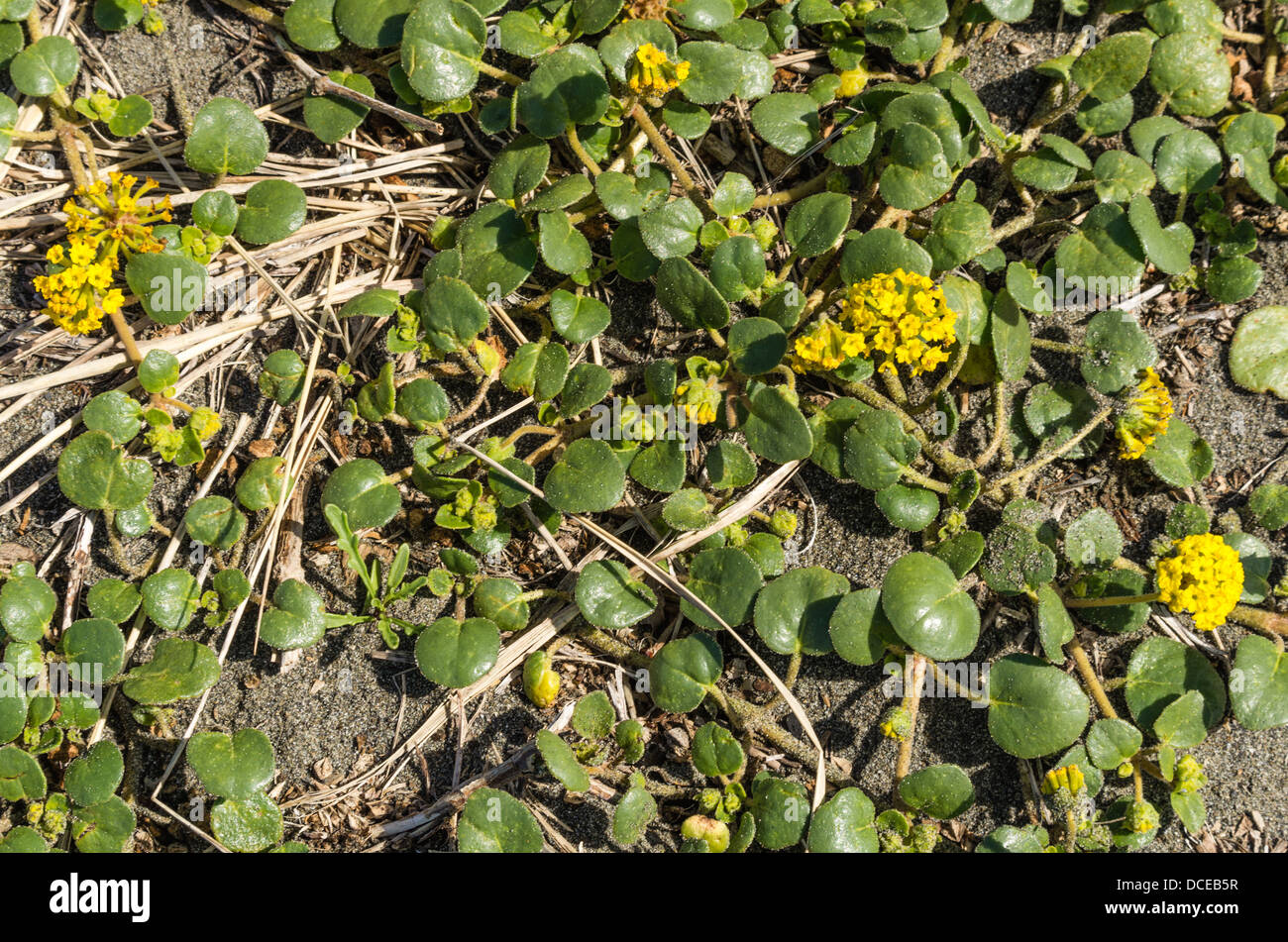 Brookings Oregon. Abronia latifolia ou Sand-Verbena jaune sur la plage de la côte de l'Oregon Banque D'Images