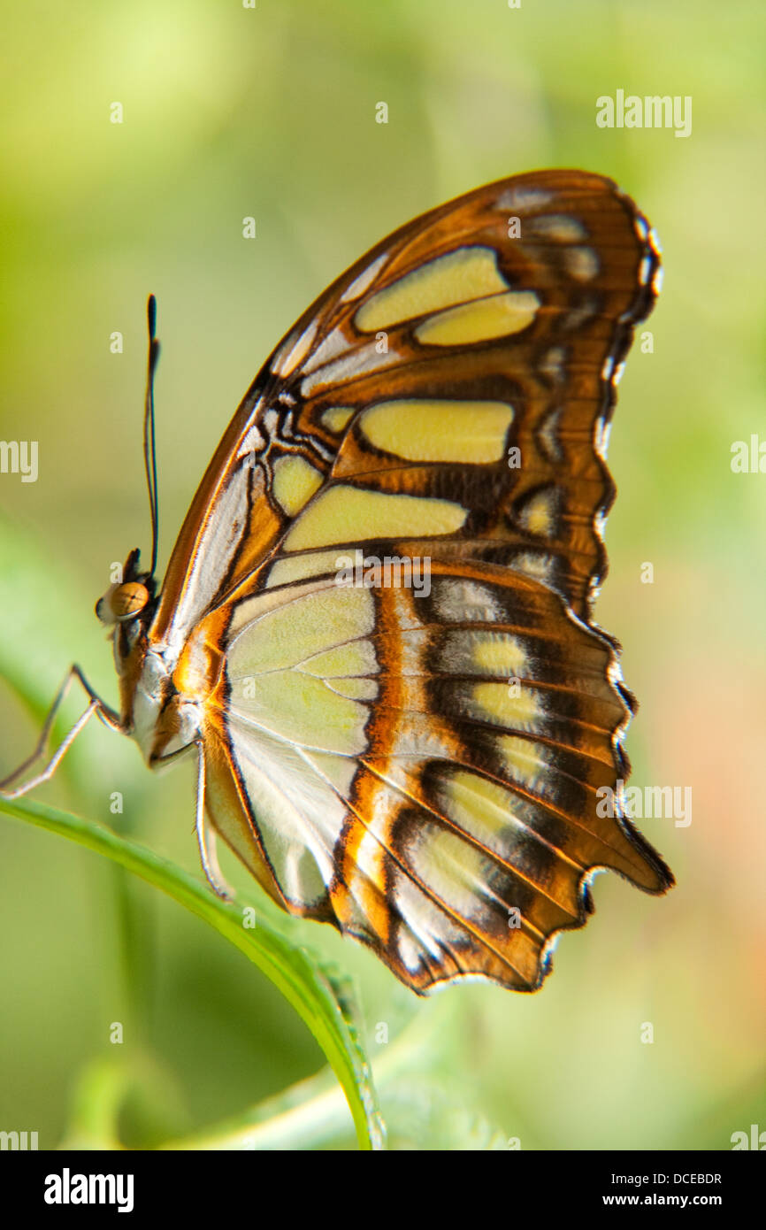 Papillon Malachite Banque D'Images