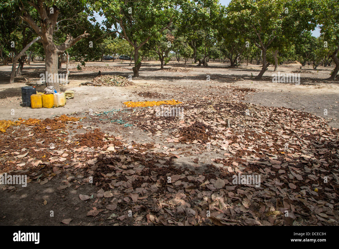 Ferme de noix de cajou, au Sénégal. Exemple d'une ferme bien entretenu, de broussailles et d'arbres avec des branches basses taillés loin. Banque D'Images