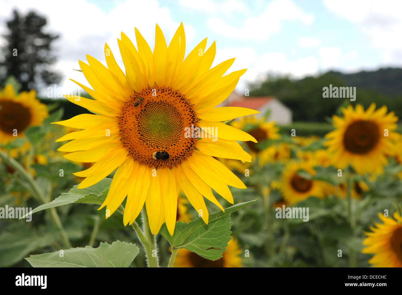 Abeille sur tournesol v à Prayssac dans la région du Lot ou département du Sud Ouest midi-Pyrénées de la France Banque D'Images