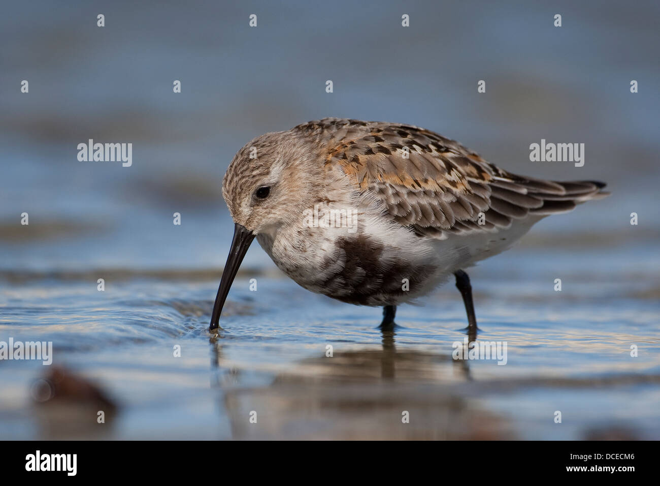 Bécasseau variable, Alpen-Strandläufer Übergangskleid, Alpenstrandläufer, im, Strandläufer, Calidris alpina, Bécasseau variable Banque D'Images