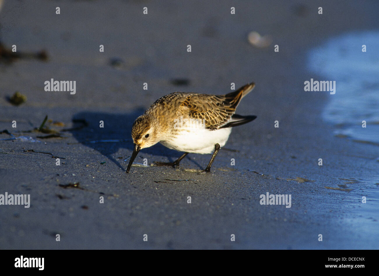 Bécasseau variable, Alpen-Strandläufer Schlichtkleid, Alpenstrandläufer, im, Winterkleid, Strandläufer, Calidris alpina, Bécasseau variable Banque D'Images